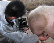 MSU2 portable mechanical sector veterinary ultrasound scanner