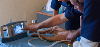 hand-held veterinary ultrasound scanner