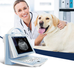 KX5600V  full digital B mode  veterinary ultrasound scanner