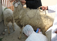 TP01 Animal Pregnancy Test Instrument --for swine,goat